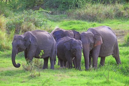 Wildlife & Nature Expedition (6 Days / 5 Nights)